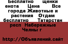 Бесплатно !!! щенки енота!! › Цена ­ 1 - Все города Животные и растения » Отдам бесплатно   . Татарстан респ.,Набережные Челны г.